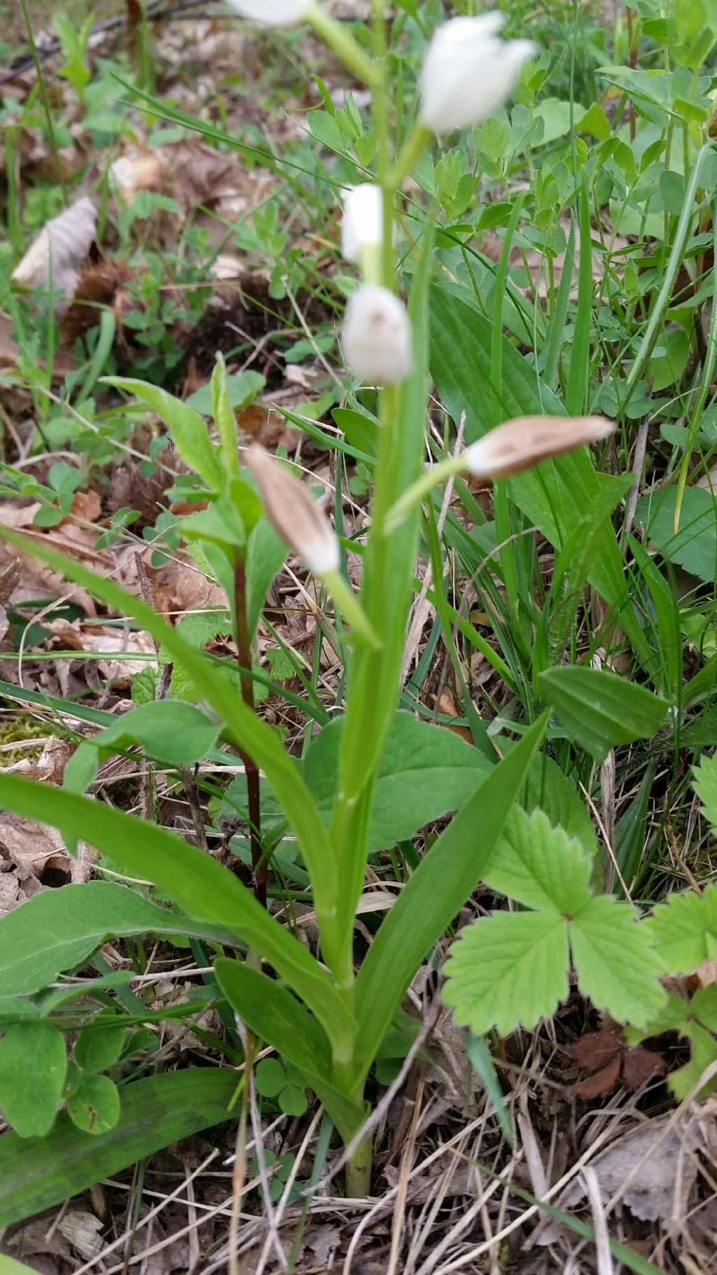 Cephalanthera longifolia (Orchidaceae)